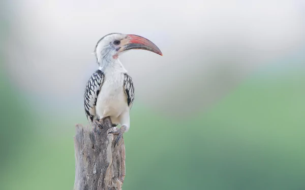 beak bird Animal hornbill HD Desktop Wallpaper | Background Image