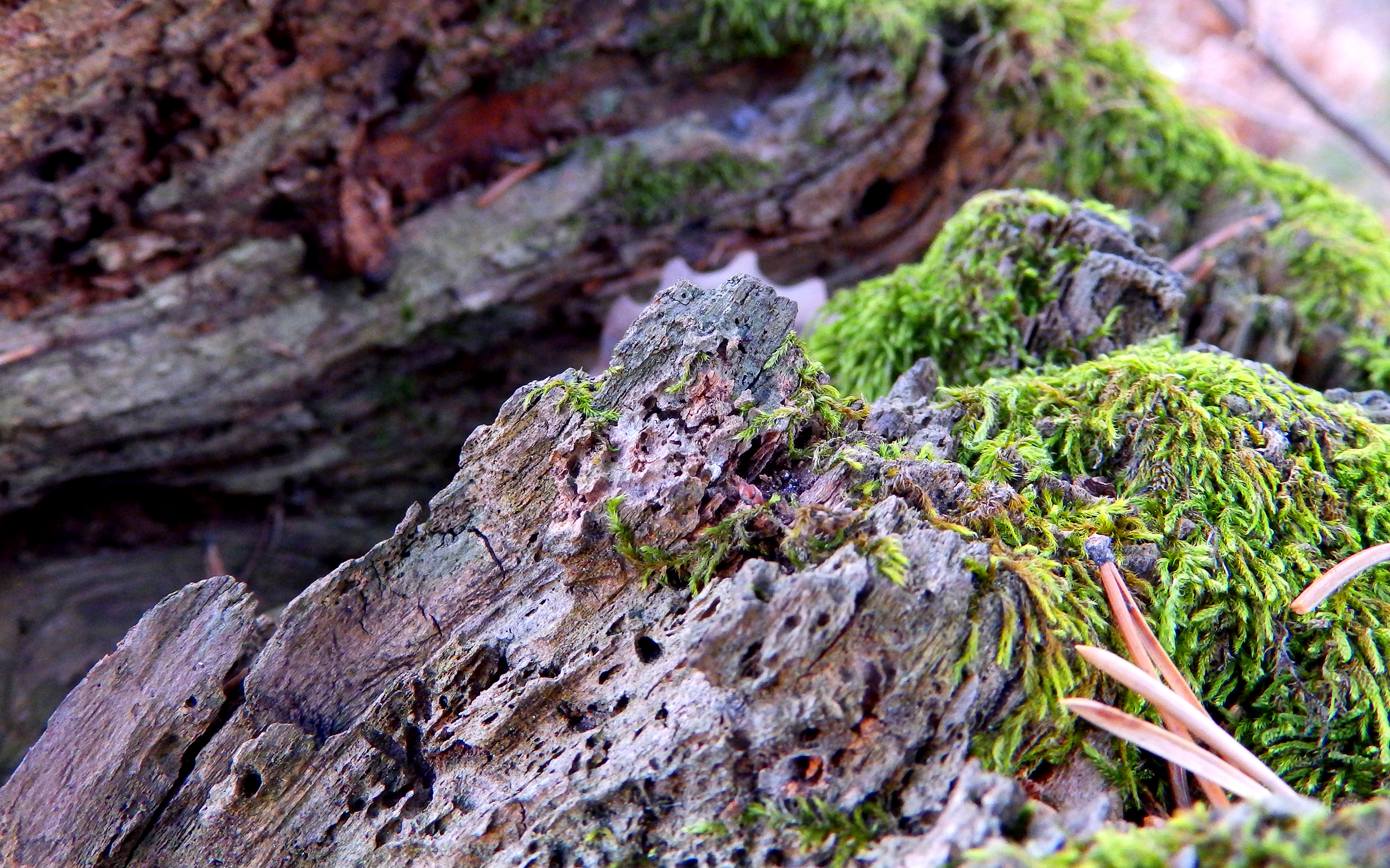 Earth Moss HD Wallpaper | Background Image