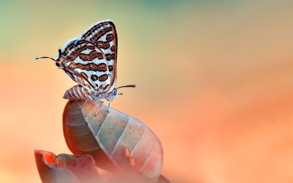 Animal Butterfly Insect Macro HD Wallpaper | Background Image