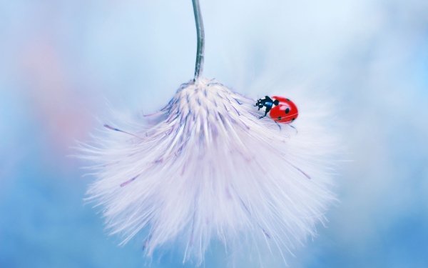 Animal Ladybug Insect Macro HD Wallpaper | Background Image
