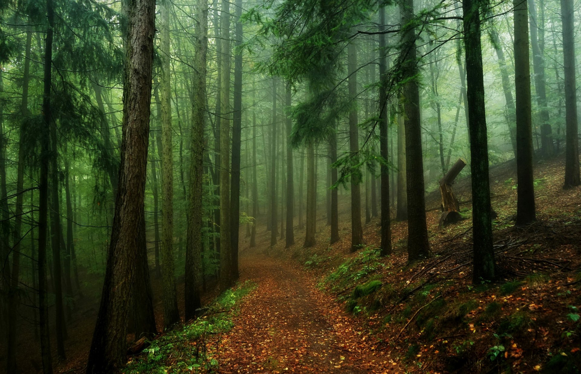 Path in Misty Forest