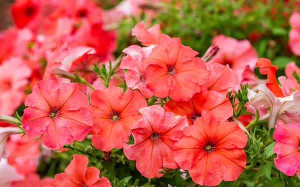 red flower nature flower petunia HD Desktop Wallpaper | Background Image