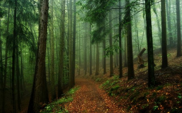 Nature Path Forest Fog Tree HD Wallpaper | Background Image
