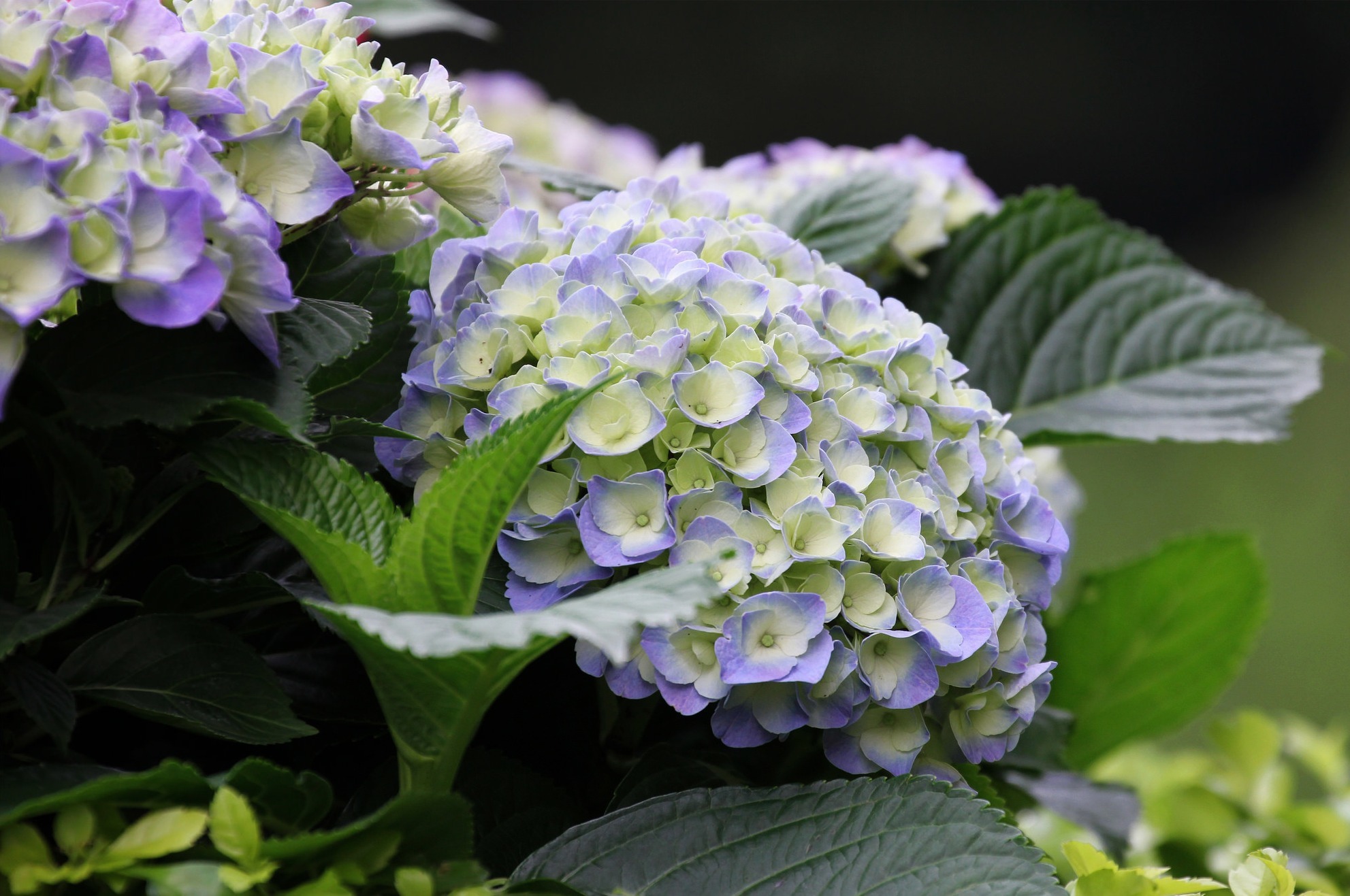 Download Flower Nature Hydrangea HD Wallpaper