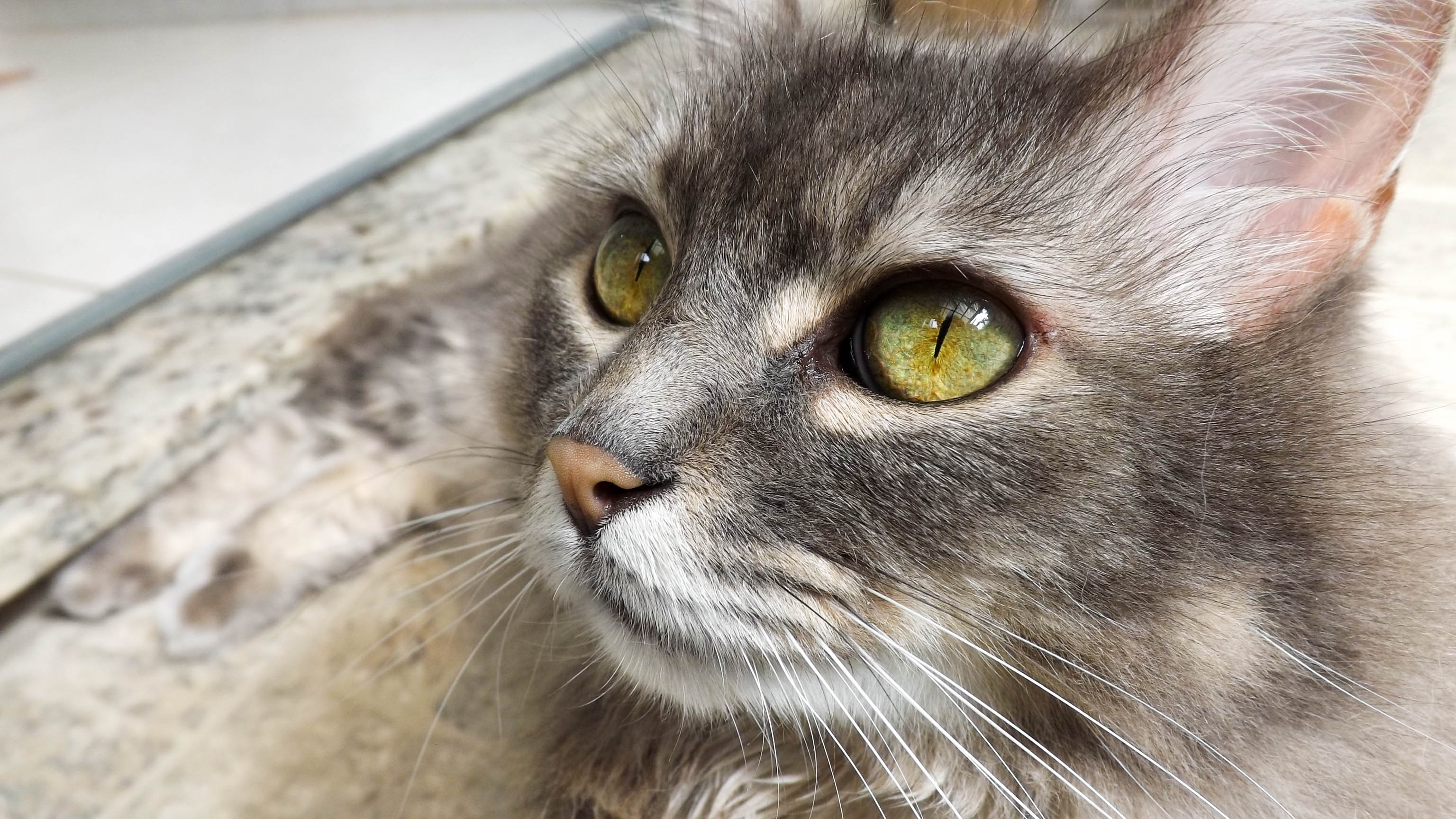 Download Eye Stare Close-up Animal Cat HD Wallpaper