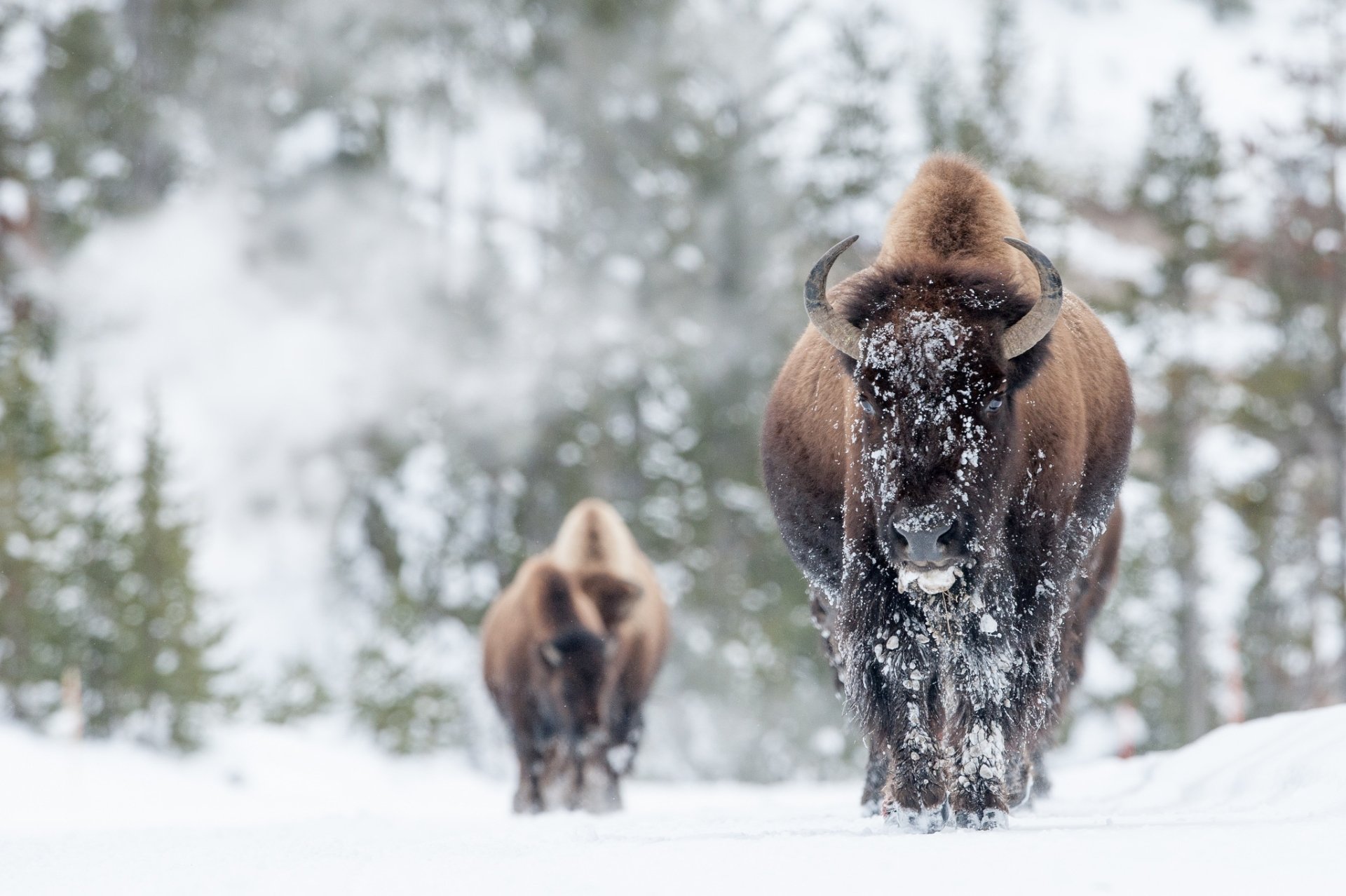 Download Depth Of Field Snow Winter Animal American Bison HD Wallpaper