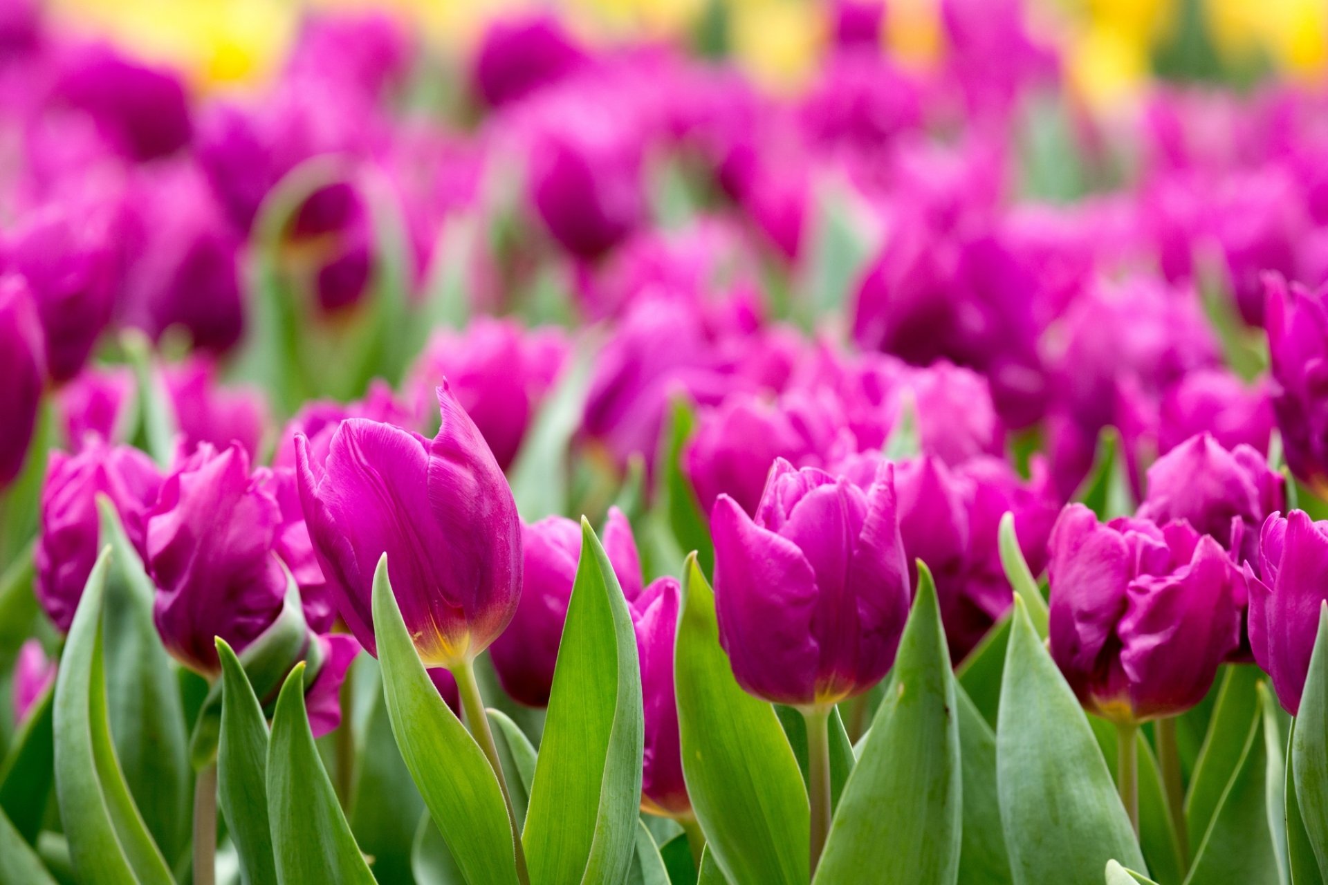 Nature Tulip HD Wallpaper