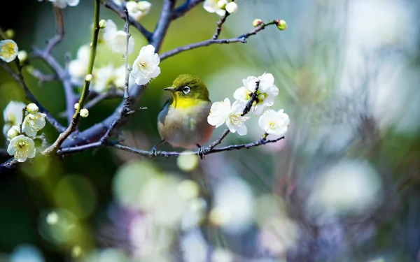 A Japanese white-eye bird perched on a branch with white blossoms, set against a softly blurred natural background in this HD desktop wallpaper.