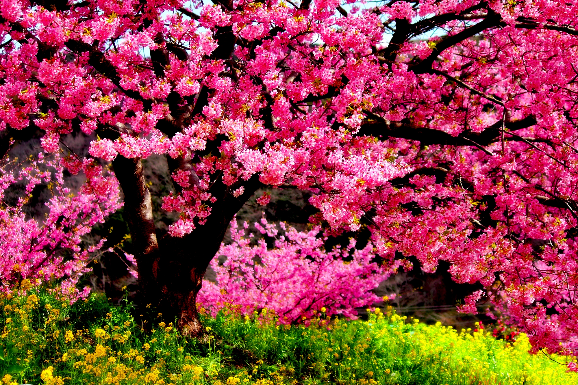 Blossoming Pink Tree HD Wallpaper | Background Image | 2000x1333