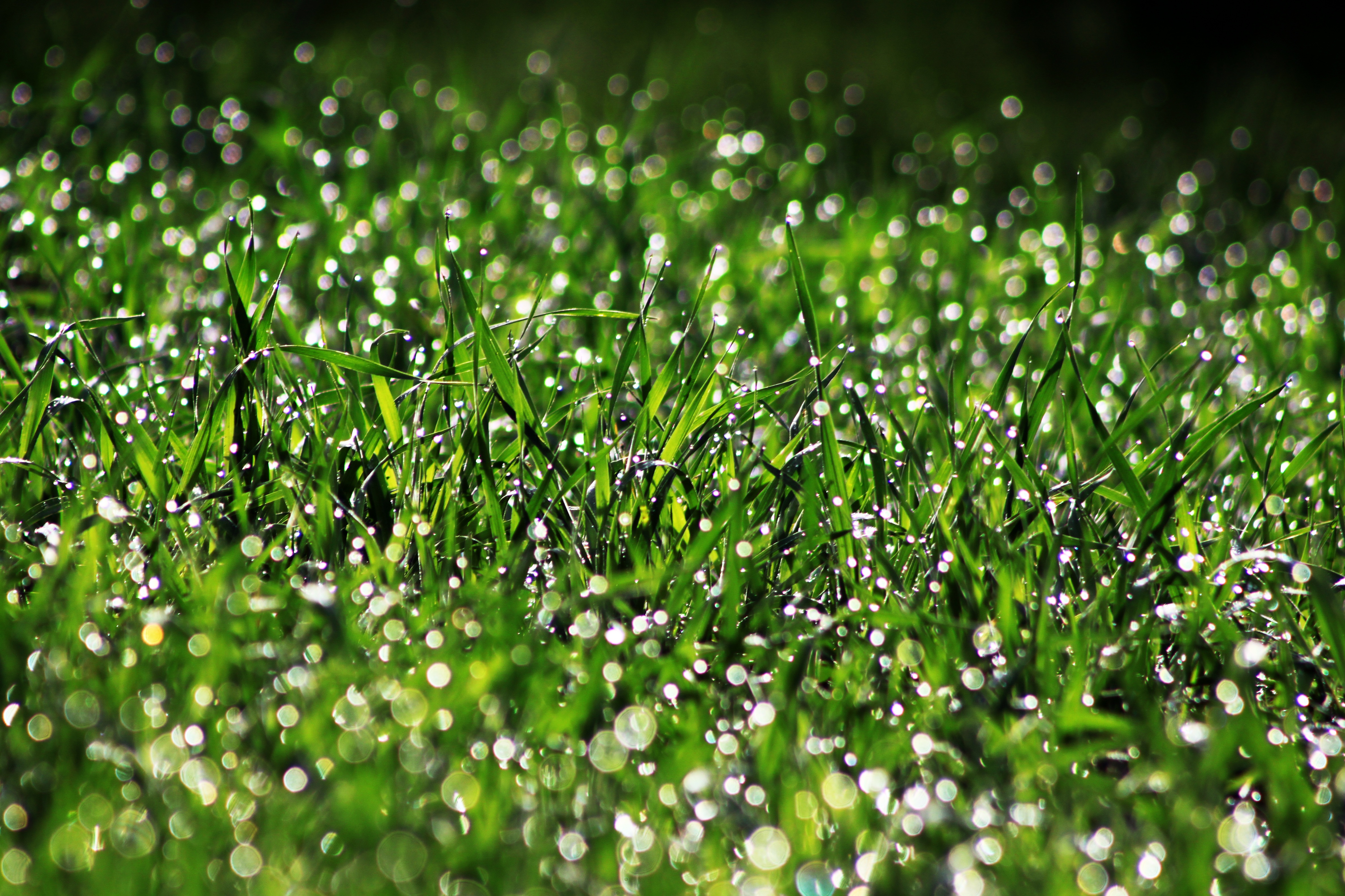 Nature Grass HD Wallpaper | Background Image