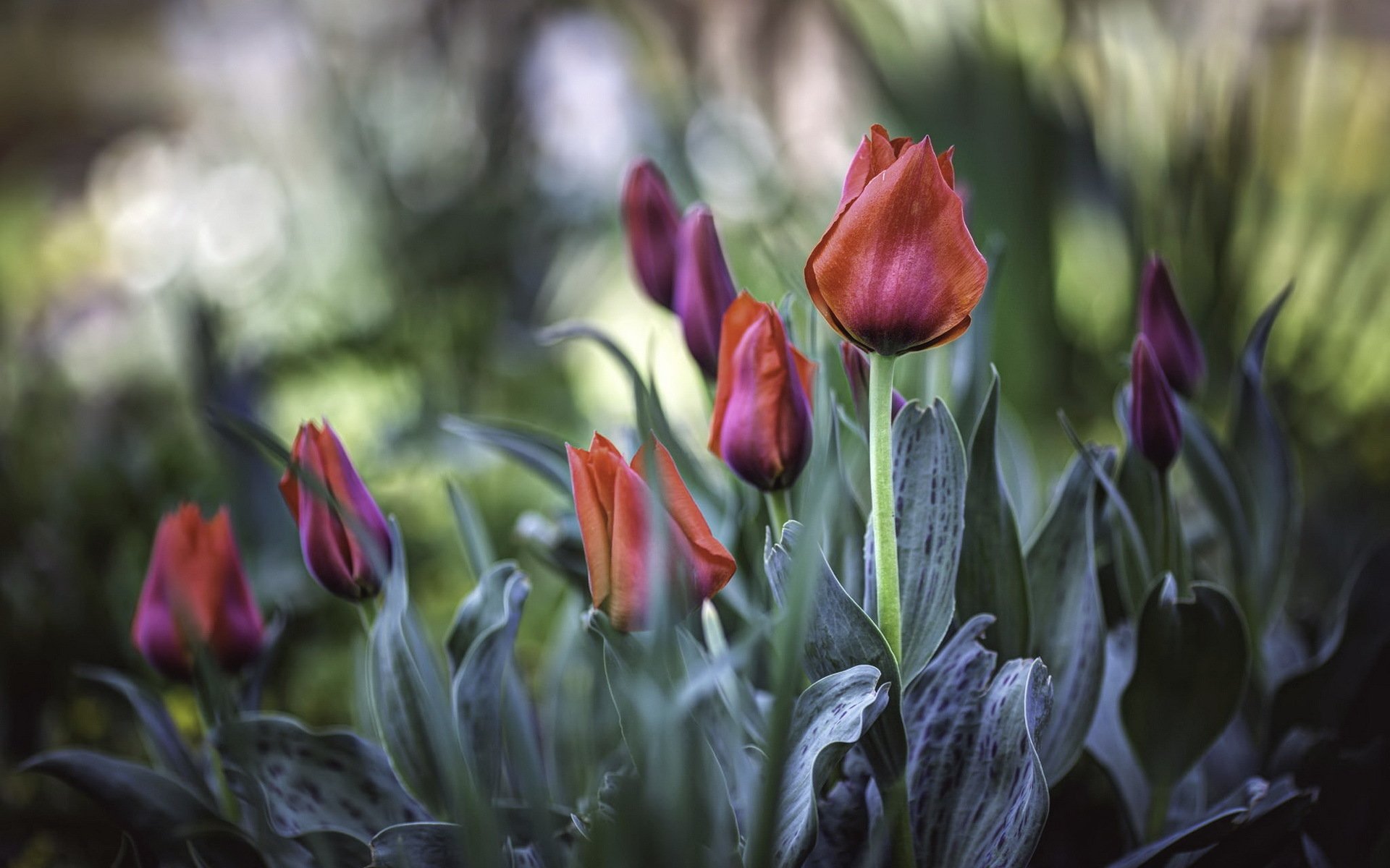 Download Orange Flower Nature Bokeh Flower Tulip HD Wallpaper ...