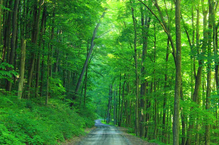 HD wallpaper of a serene dirt road winding through a lush, green forest. The man-made road contrasts beautifully with the vibrant natural surroundings.