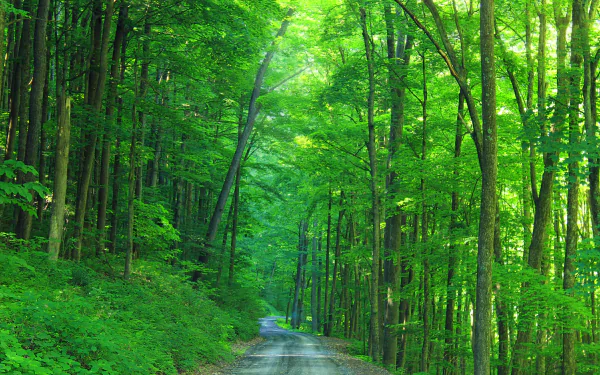 HD wallpaper of a serene dirt road winding through a lush, green forest. The man-made road contrasts beautifully with the vibrant natural surroundings.