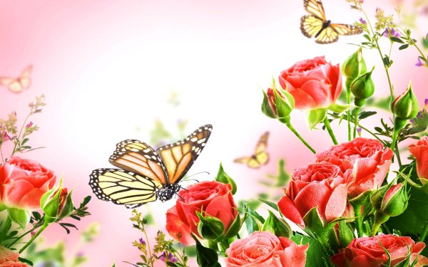 Animal Butterfly Insect Macro Rose Flower Pink Flower HD Wallpaper | Background Image