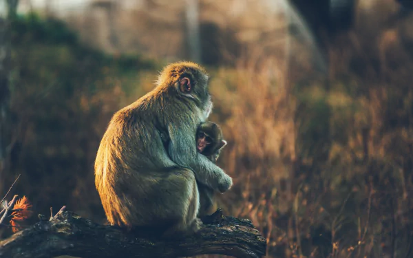 A baby primate clings to an adult monkey, captured in stunning 4K Ultra HD detail, set against a blurred natural background.