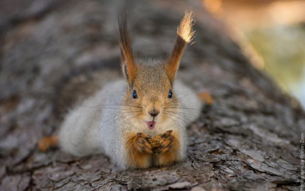 eating rodent Animal squirrel HD Desktop Wallpaper | Background Image
