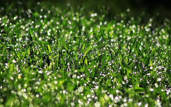 dew drop macro bokeh green nature grass HD Desktop Wallpaper | Background Image