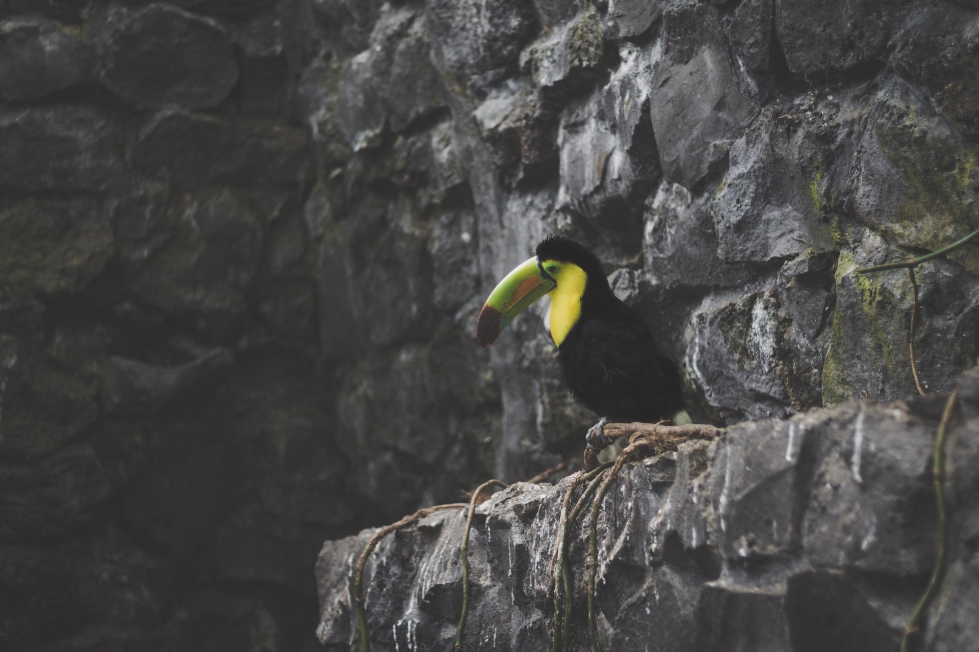 Toucan bird (animal) with a vivid yellow-green beak perched on a rocky ledge against a dark stone wall — 5K Ultra HD PC desktop wallpaper and background.
