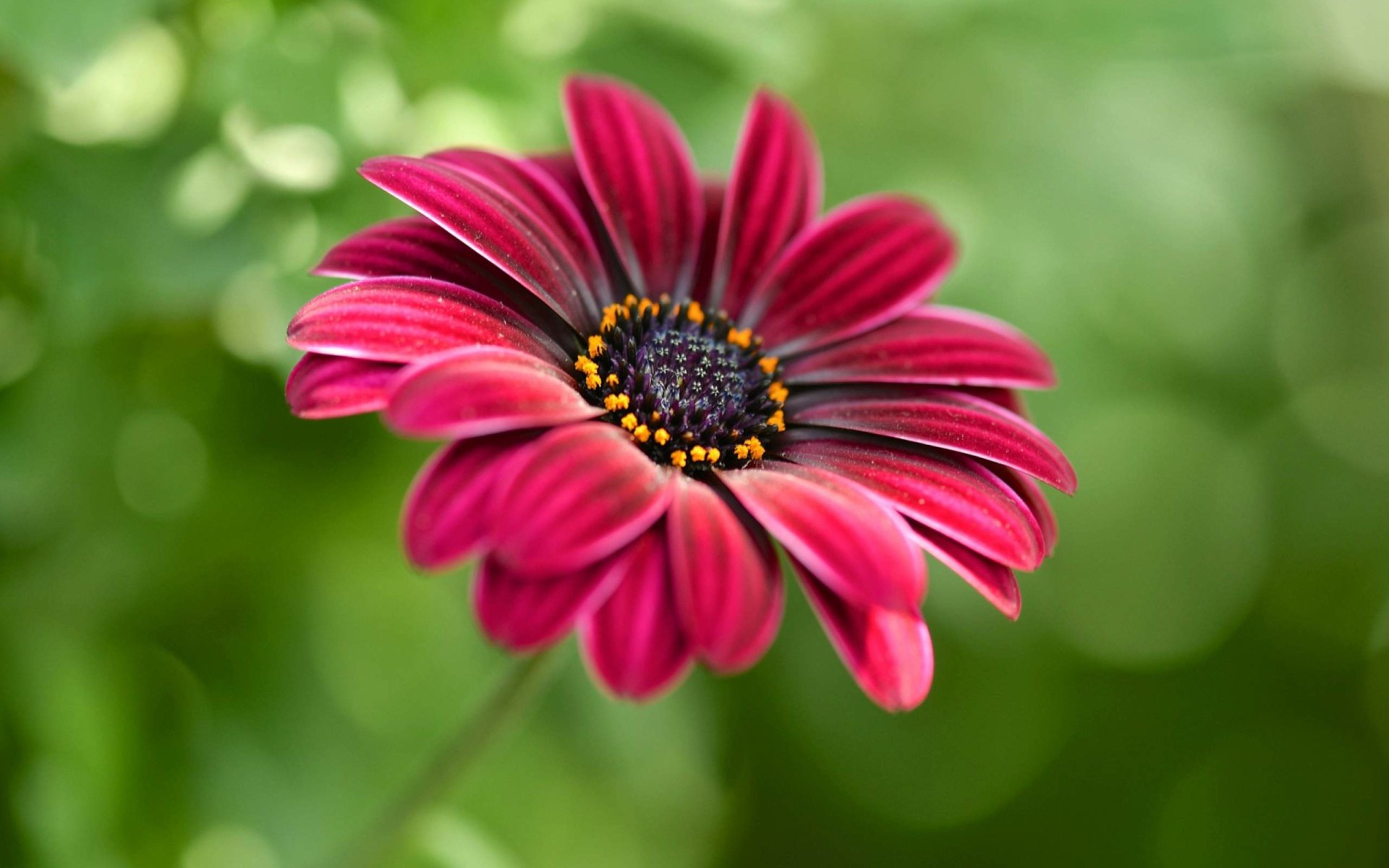 Red Daisy HD Wallpaper | Background Image | 2560x1600