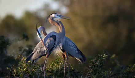 HD desktop wallpaper depicting two herons standing among foliage with a blurred natural background, highlighting the elegance of these bird species in wildlife.