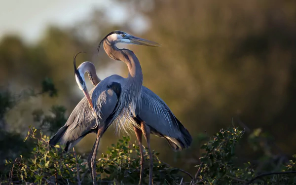 HD desktop wallpaper depicting two herons standing among foliage with a blurred natural background, highlighting the elegance of these bird species in wildlife.