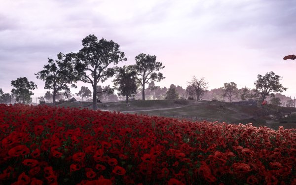 Video Game Battlefield 1 Battlefield Landscape Flower Poppy Red Flower HD Wallpaper | Background Image
