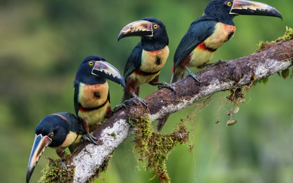 bird beak Animal toucan HD Desktop Wallpaper | Background Image