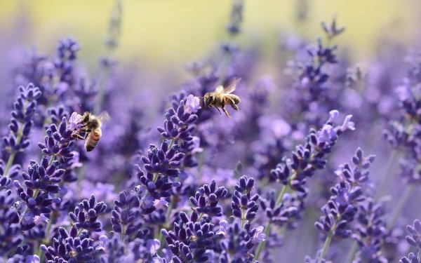 Animal Bee Insects Blur Macro Insect Purple Flower Flower Lavender HD Wallpaper | Background Image