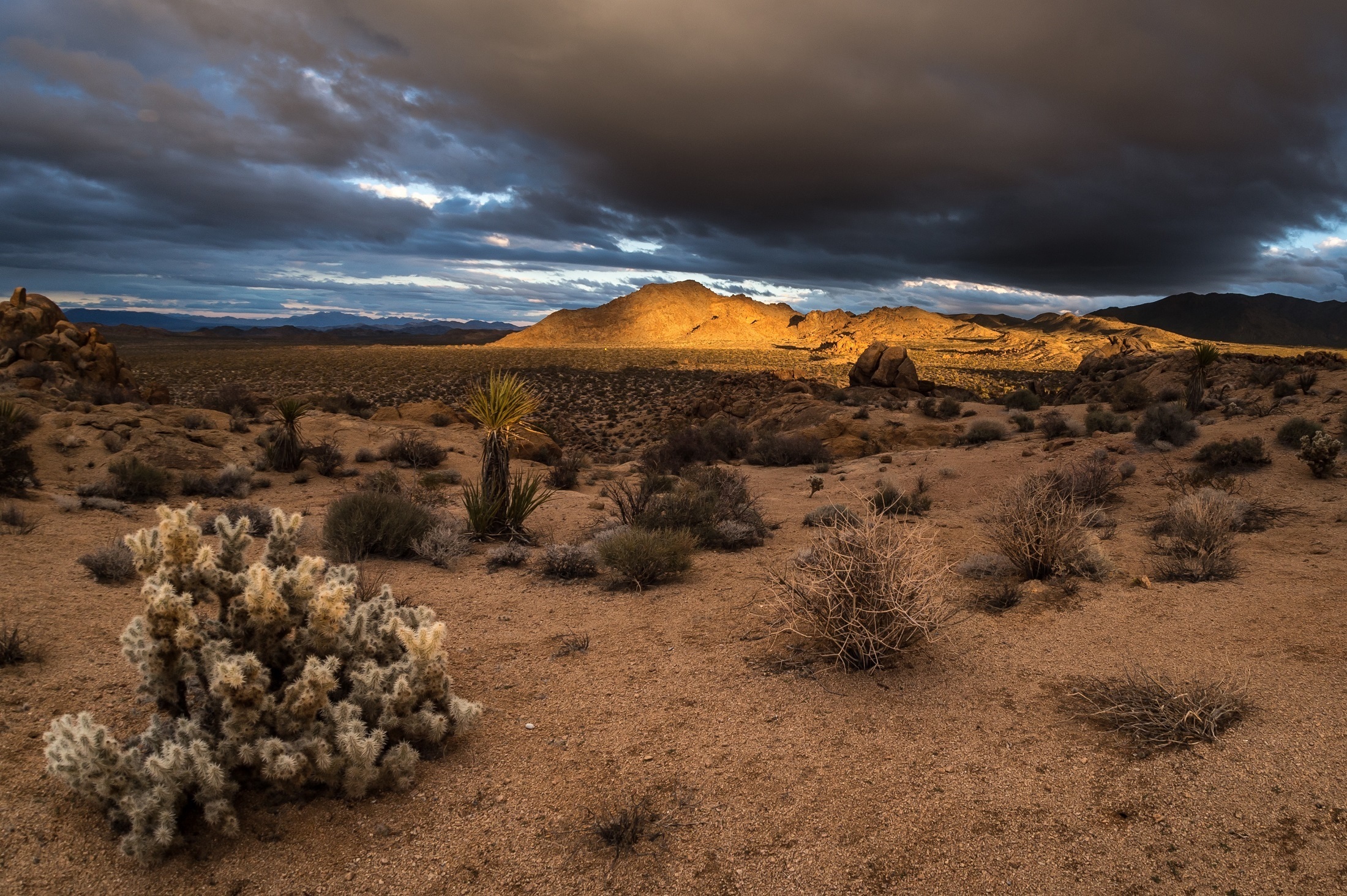 Download Joshua Tree National Park Ultra HD Wallpapers 8K Resolution  7680x4320 And 4K Resolution Wallpaper 