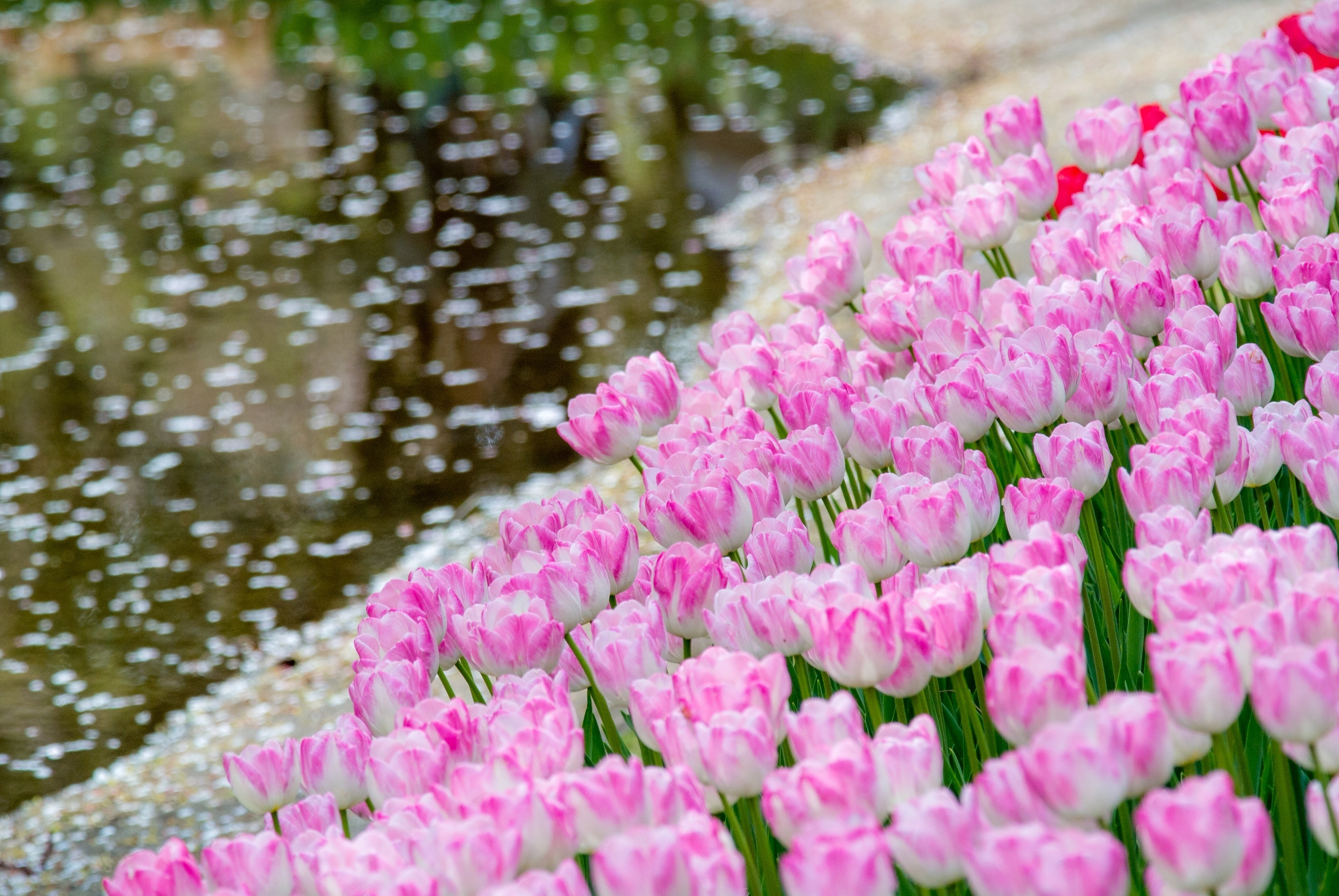 Download Depth Of Field Pink Flower Flower Nature Tulip HD Wallpaper