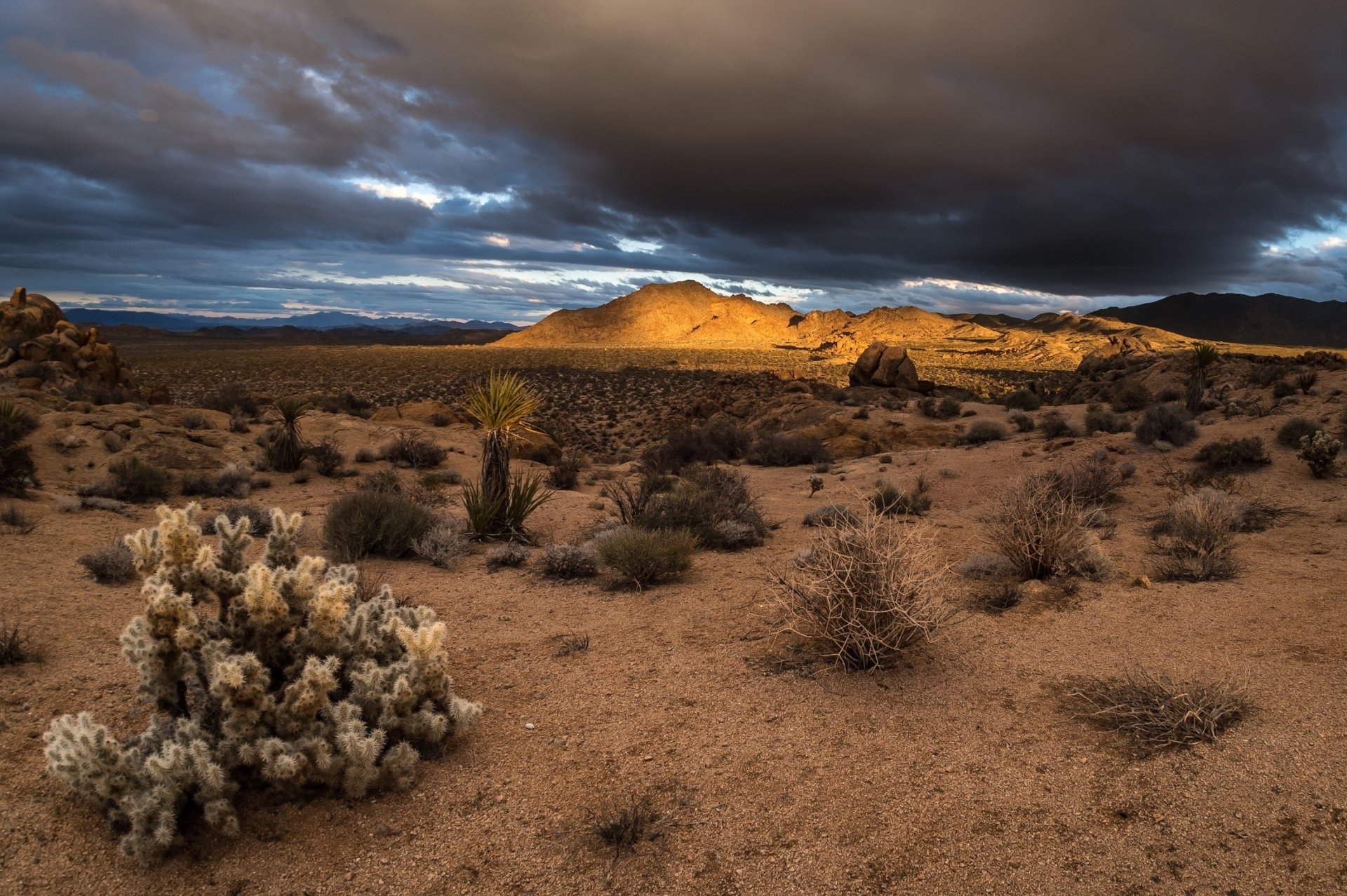 Dramatic dusk desert landscape in Joshua Tree National Park, California, with cactus and desert plants under stormy clouds — HD PC desktop wallpaper/background.