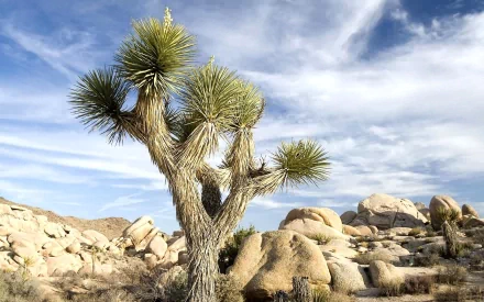 HD PC desktop wallpaper featuring a desert landscape with a prominent cactus under a partly cloudy sky, highlighting the natural beauty of arid environments.