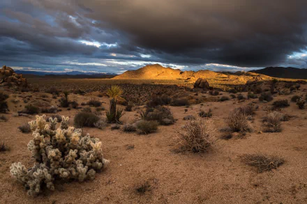 Dramatic dusk desert landscape in Joshua Tree National Park, California, with cactus and desert plants under stormy clouds — HD PC desktop wallpaper/background.