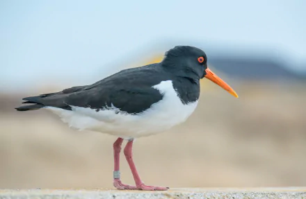 HD PC desktop wallpaper/background showing an oystercatcher bird (animal) with black-and-white plumage, bright orange bill, red eye and pink legs standing against a blurred coastal backdrop.