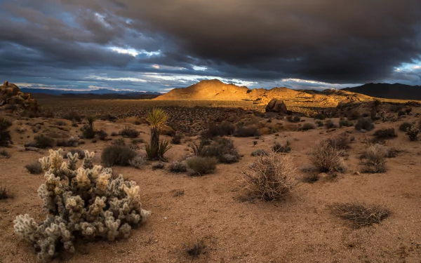  Sunset at Joshua Tree National Park America, USA