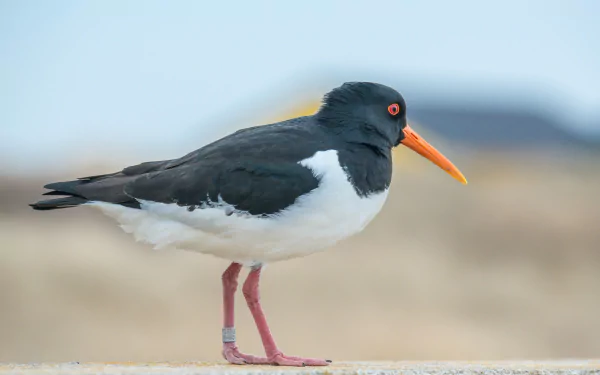 HD PC desktop wallpaper/background showing an oystercatcher bird (animal) with black-and-white plumage, bright orange bill, red eye and pink legs standing against a blurred coastal backdrop.