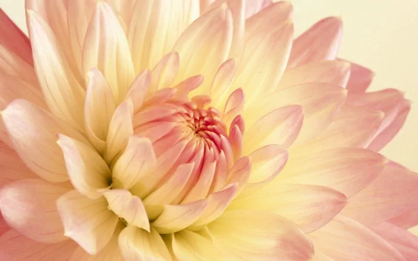 HD PC desktop wallpaper featuring a close-up of a pastel dahlia flower showcasing soft petals and delicate natural beauty.