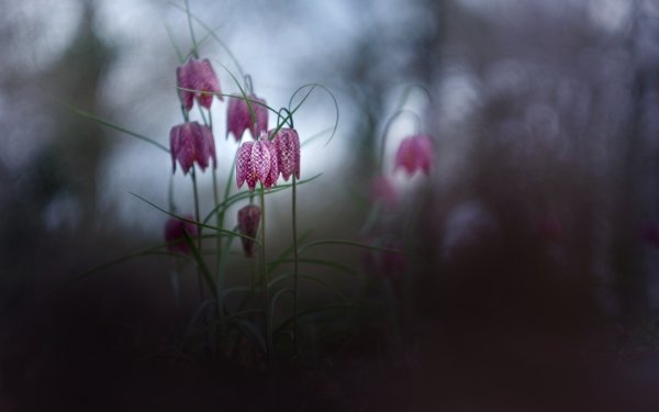 Earth Lily Flowers Flower Blur Nature Pink Flower HD Wallpaper | Background Image