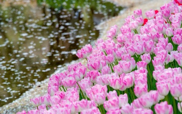 Earth Tulip Flowers Flower Pink Flower Depth Of Field HD Wallpaper | Background Image