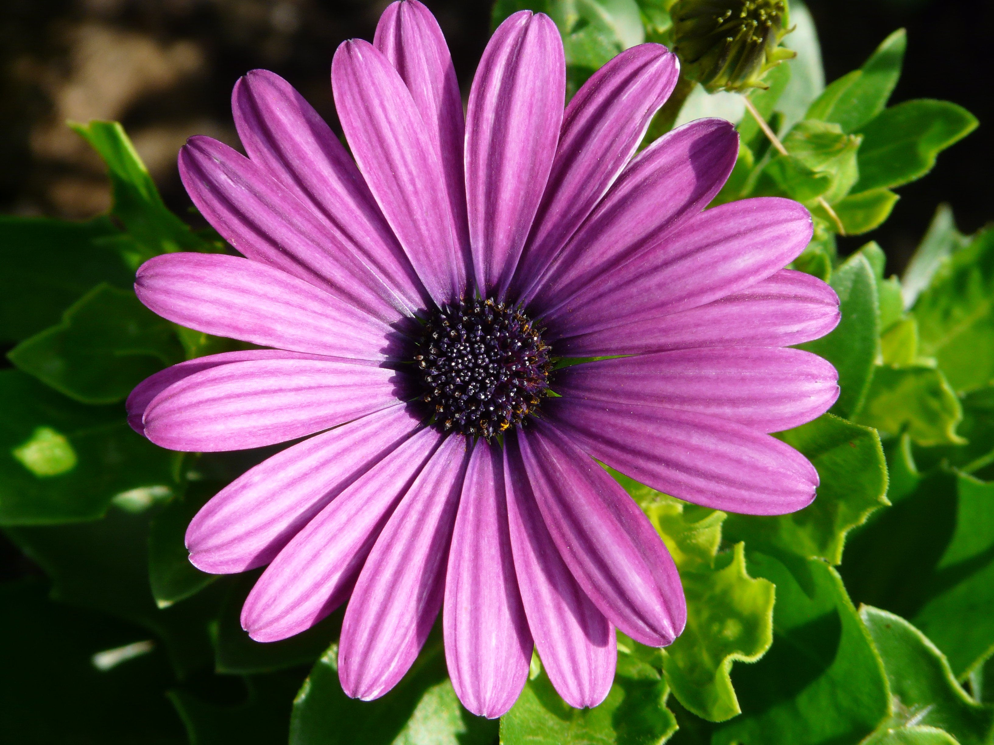 Purple Daisy HD Duvar kağıdı | Arka plan | 3264x2448 | ID:812637