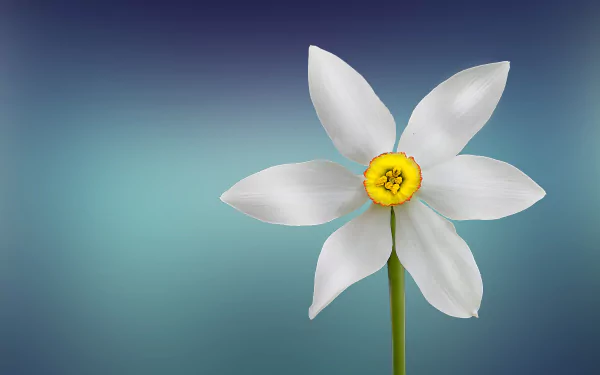  One Flower