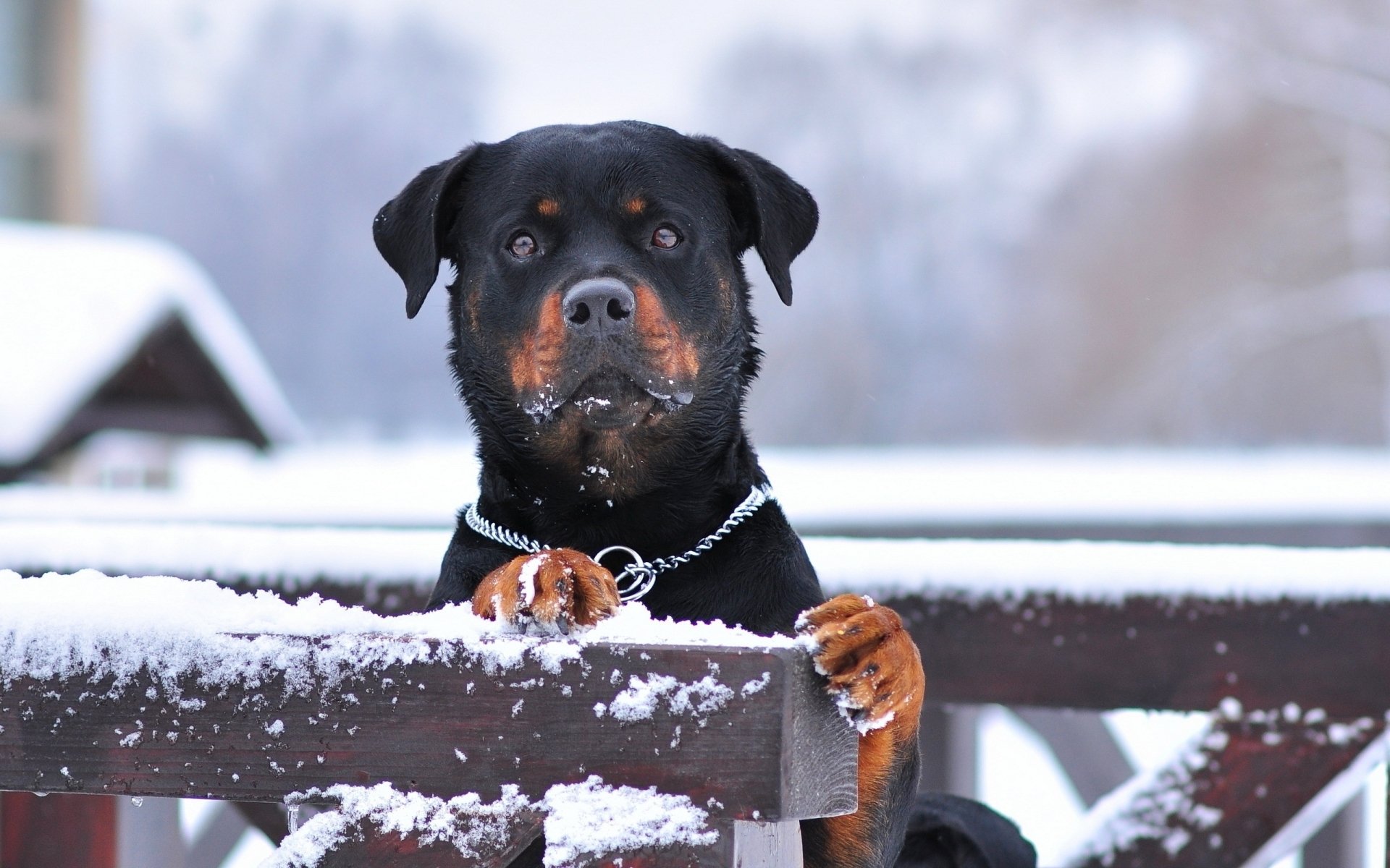 A Rottweiler with a muzzle stands behind a snow-covered fence during winter. The image is a high-definition desktop wallpaper and background.