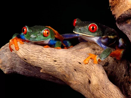 Two vibrant red-eyed tree frogs perched on a branch, showcasing their striking colors against a dark background. This captivating image serves as an HD desktop wallpaper.