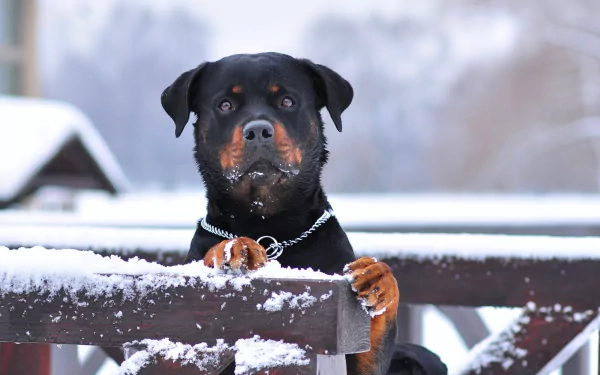 A Rottweiler with a muzzle stands behind a snow-covered fence during winter. The image is a high-definition desktop wallpaper and background.