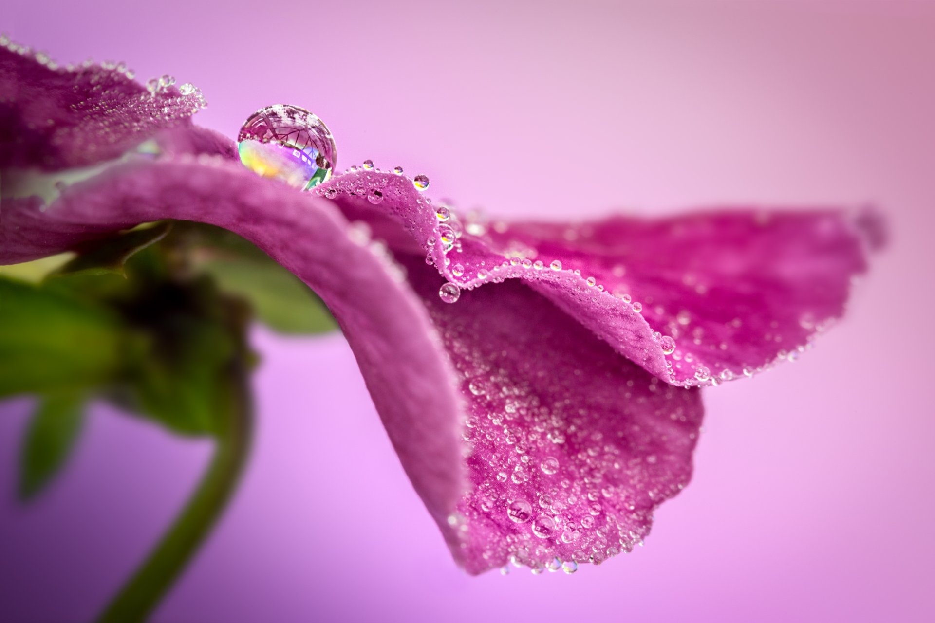 Macro close-up of a pink flower petal dotted with water droplets, one showing a tiny reflection; nature-themed 5K Ultra HD PC desktop wallpaper/background.