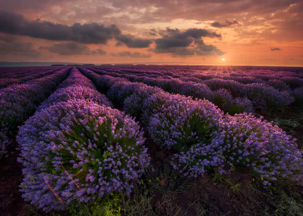 HD desktop wallpaper featuring a vibrant lavender field under a dramatic sunset sky with clouds, showcasing nature's beauty in rich colors.