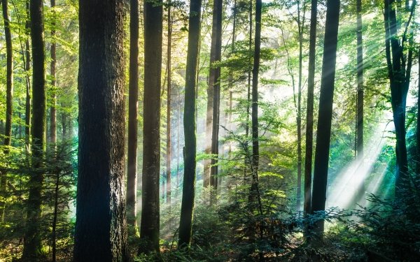 Earth Sunbeam Nature Forest Tree HD Wallpaper | Background Image