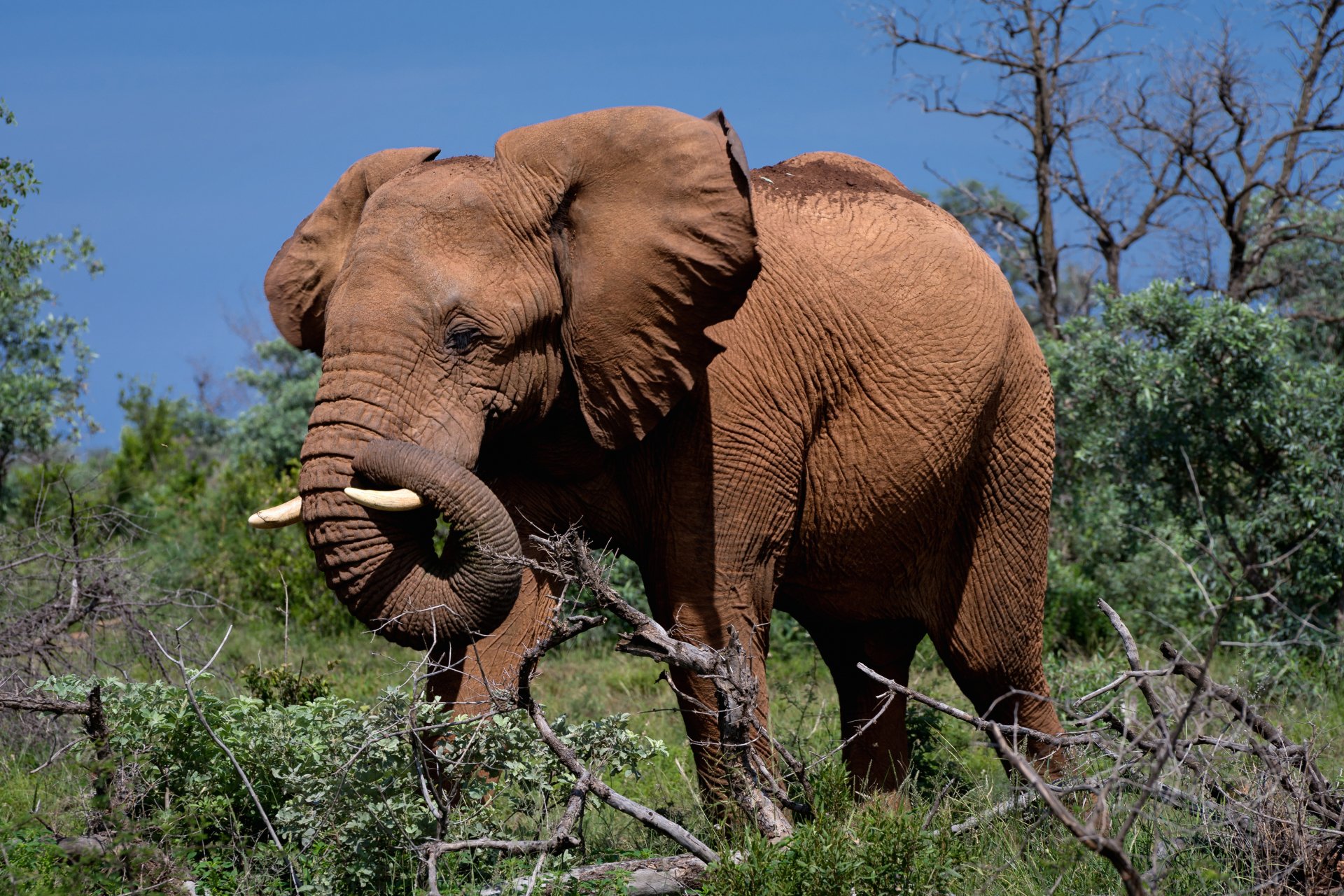 4K Ultra HD PC desktop wallpaper: African bush elephant (animal) grazing among shrubs under a clear blue sky.