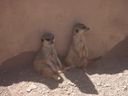 Two meerkats sitting against a sunlit sandy wall, captured in an HD PC desktop wallpaper and background.