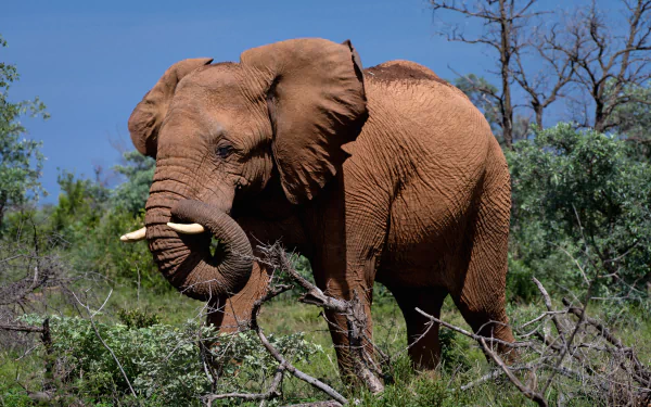 4K Ultra HD PC desktop wallpaper: African bush elephant (animal) grazing among shrubs under a clear blue sky.